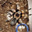 Thumbnail: Brachypelma hamorii --- Mexican Red Knees 2-3in