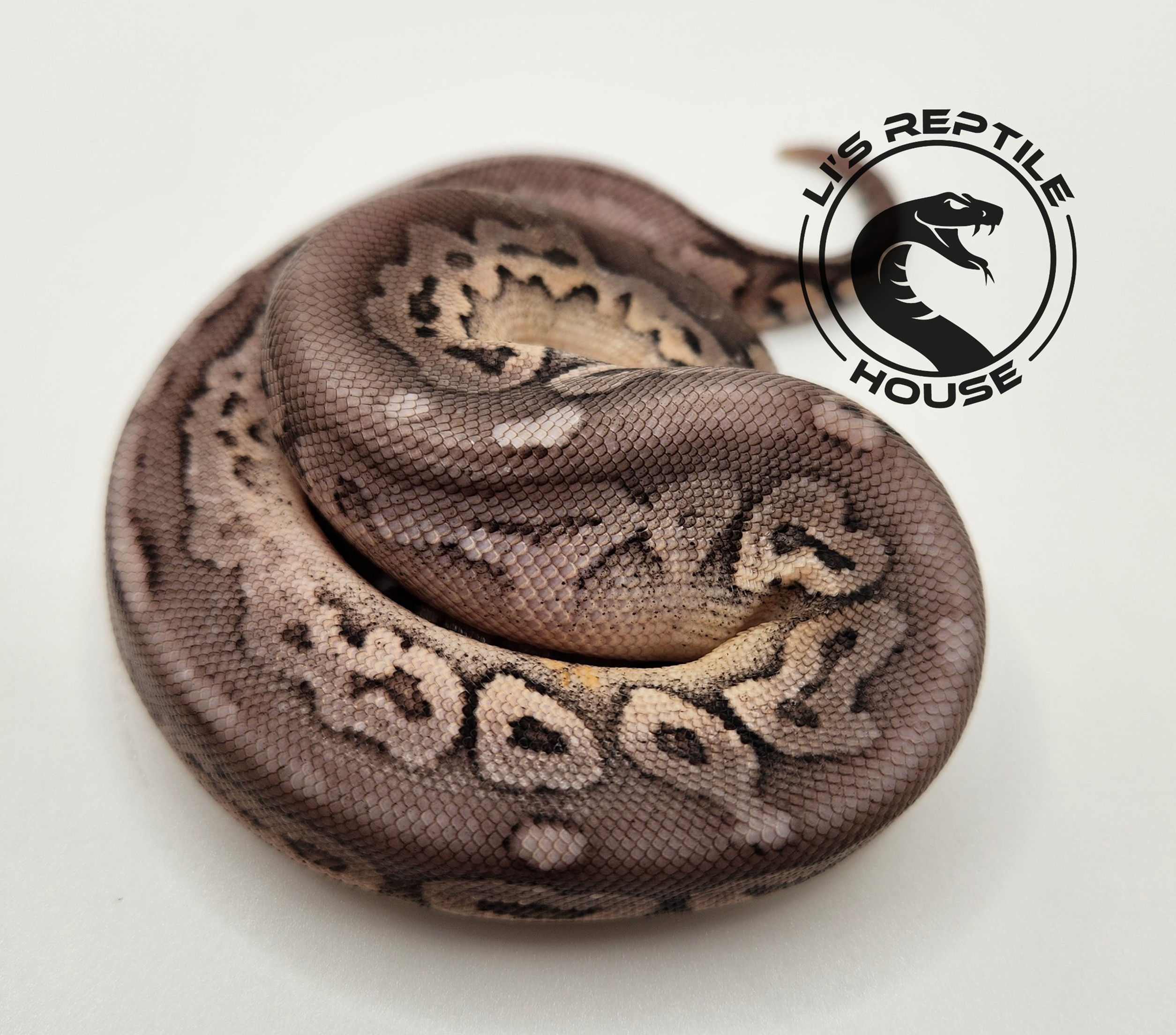 2023 Male Pastel Cinnamon 50% het hypo poss het monsoon