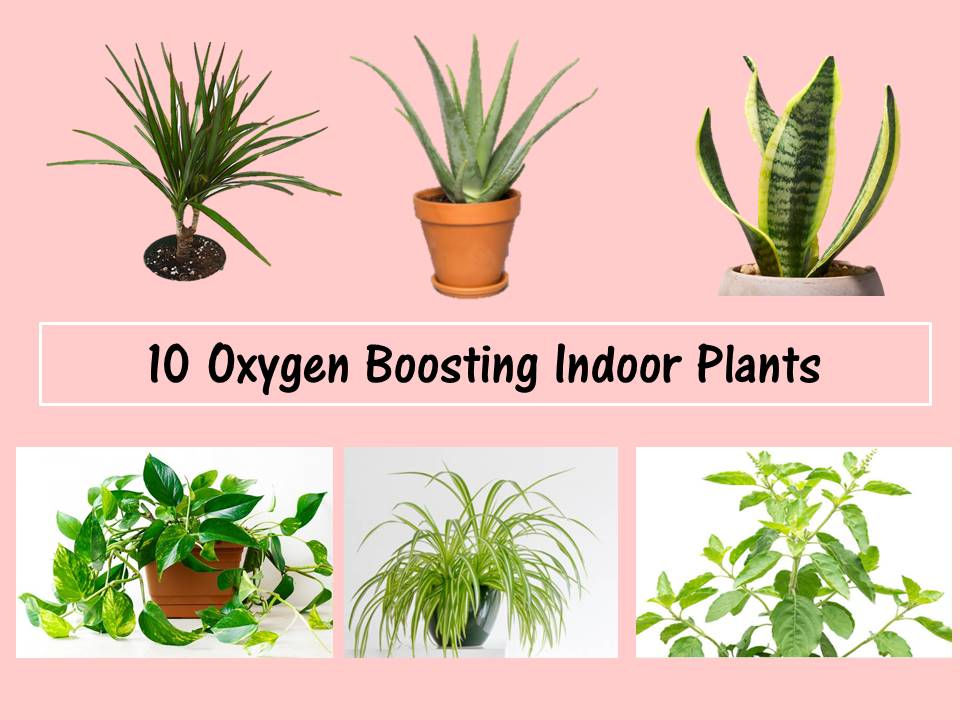 10 Popular Oxygen Boosting Indoor Plants
