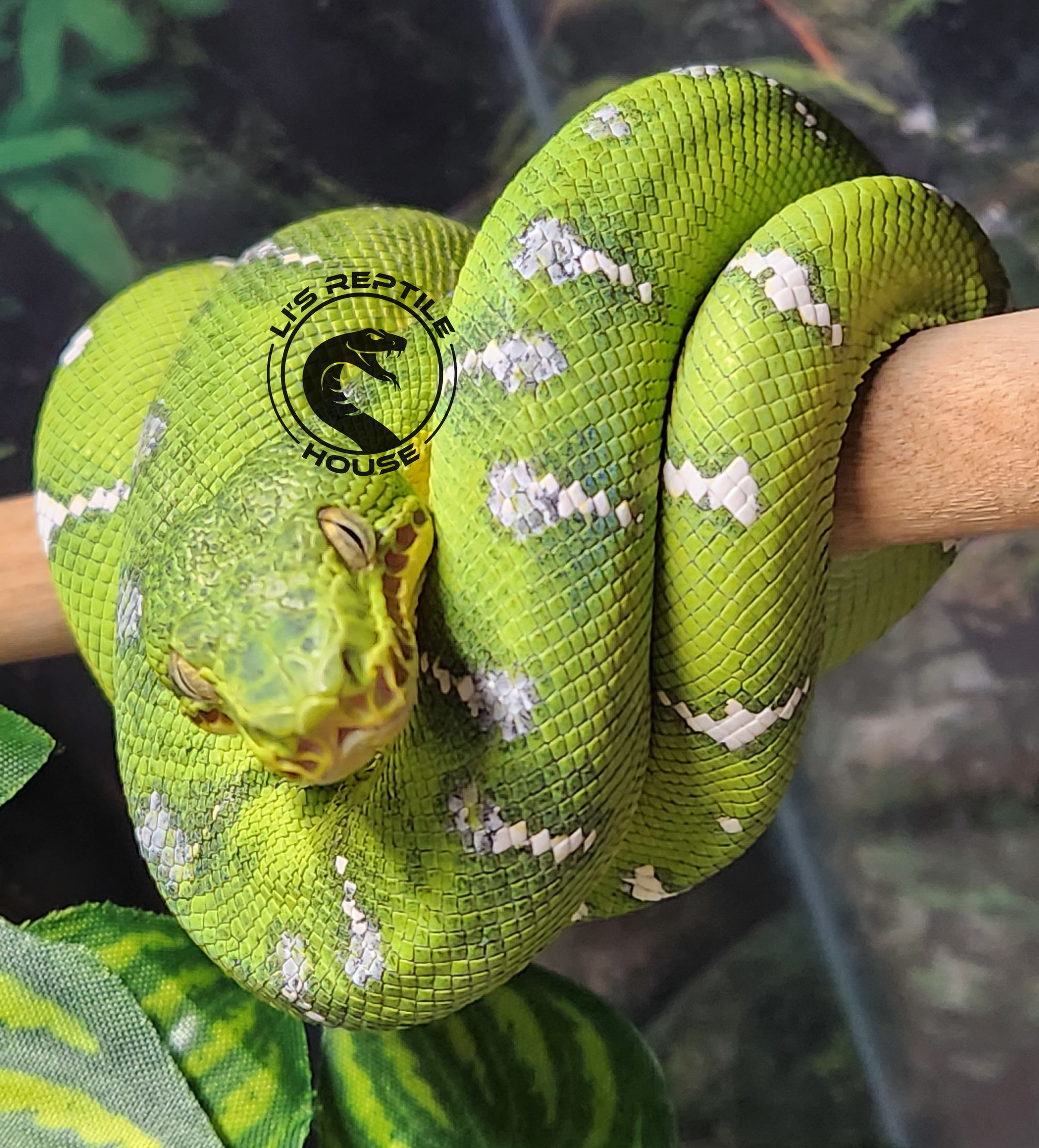 Emerald Tree Boas