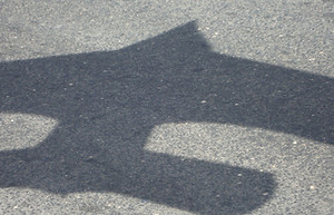 Tiara, photograph, 2010.jpg