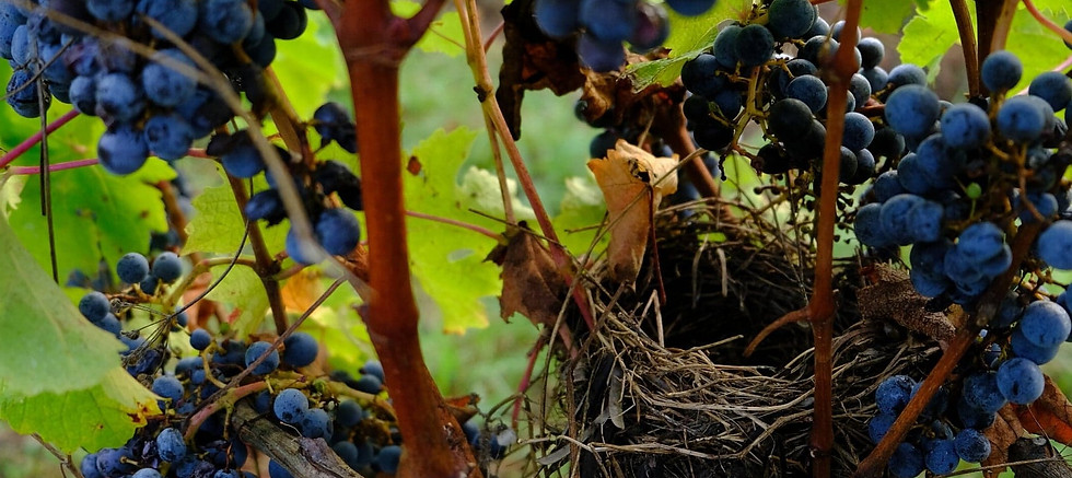 Domaine du Boiron