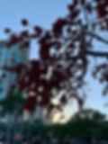 Kapok tree with red blooms in downtown St Petersburg