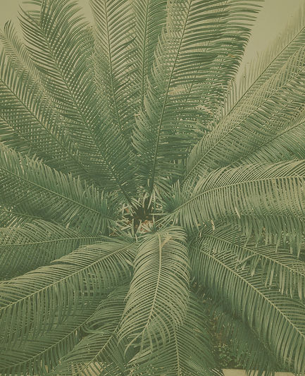 Top View of Palm Fronds_edited_edited.jp