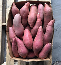 #1 Oriental Yams