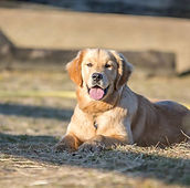 Celine GALISSON médiation par l'animale et monitrice d'équitation