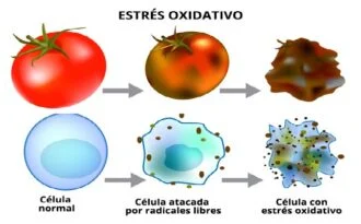 estres-oxidativo-330x205.webp
