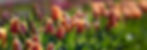 IMG_1558 copy 2
