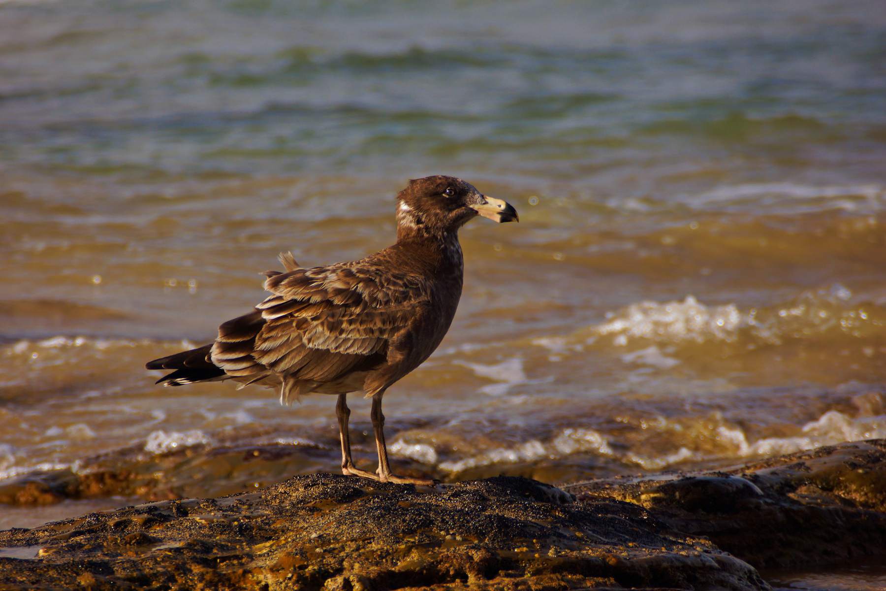 Ruffled