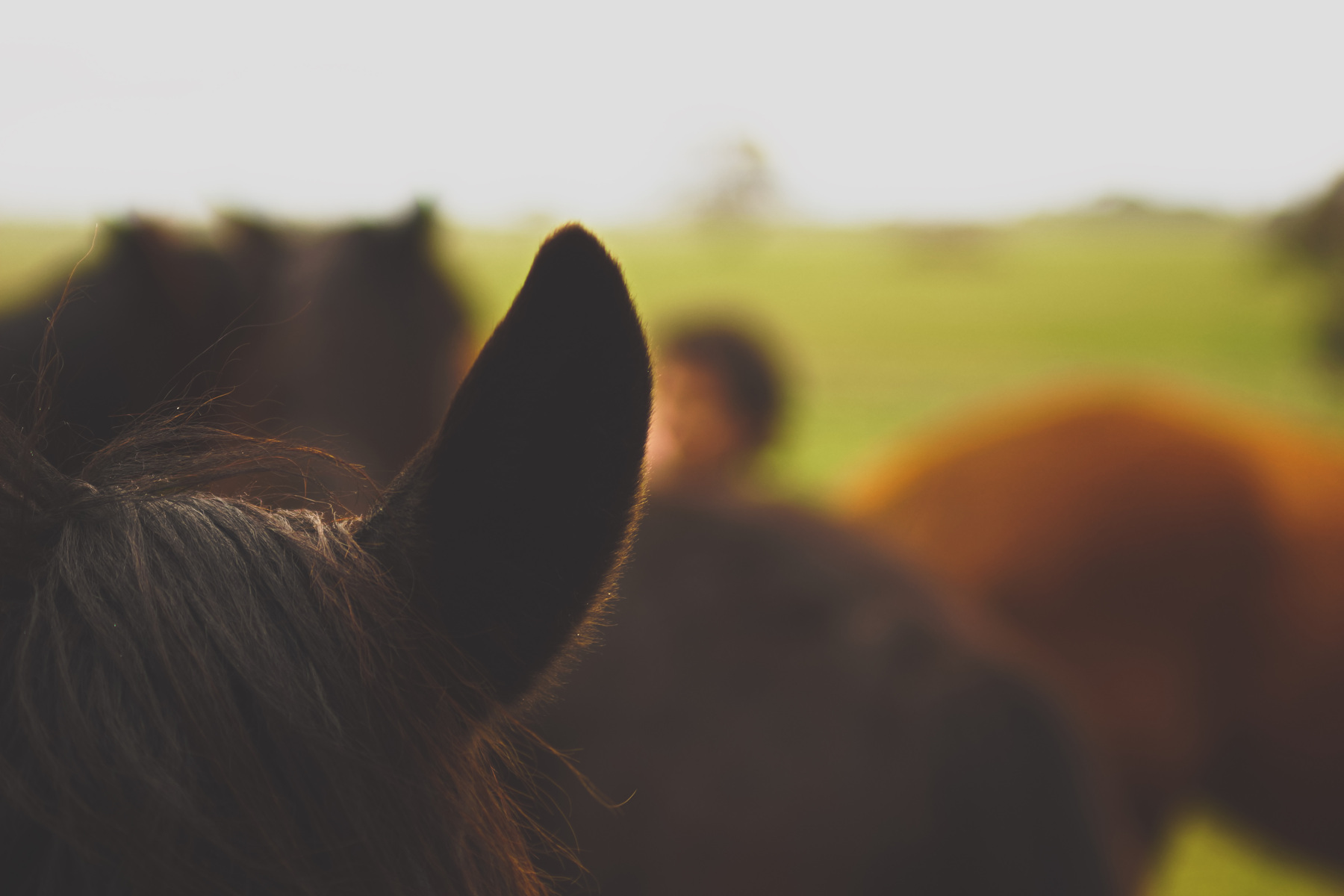 Whispering Horse