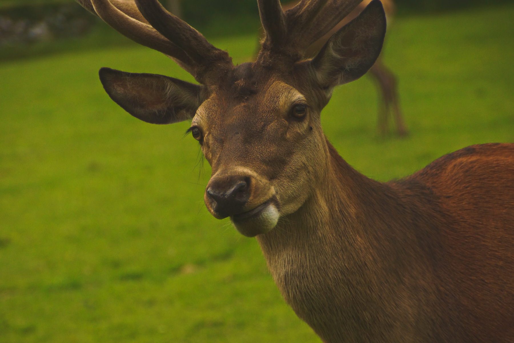 A deer, Moose & Emu walked into...