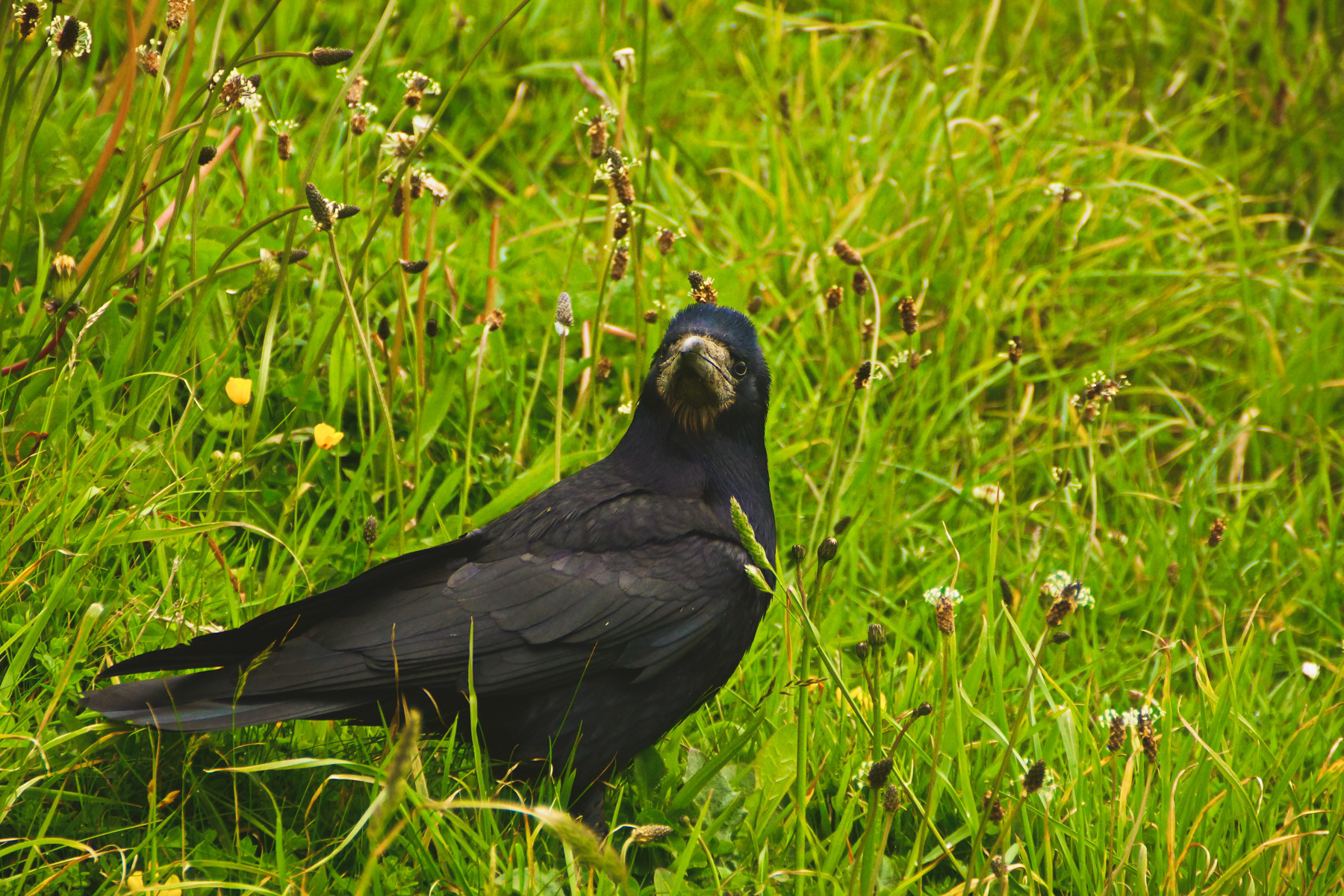 Dun Raven