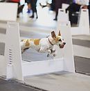 707A4636-9D98-41B1-8D20-F69B98C6AE61 Jessica pitula.jpeg