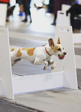 707A4636-9D98-41B1-8D20-F69B98C6AE61 Jessica pitula.jpeg