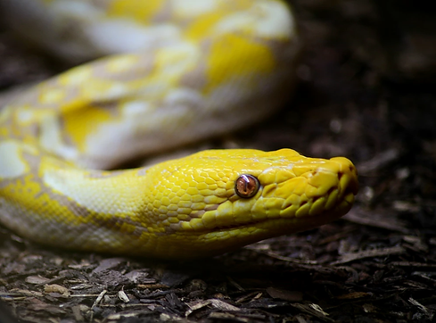 257800_f5a5c53e84d643b197466c50b12ceef5_mv2.webp