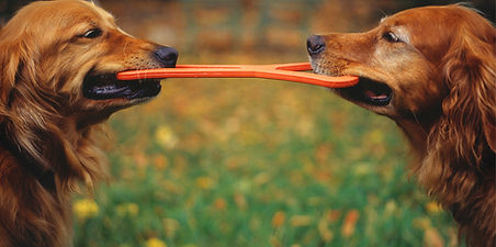 Matching Goldens_edited.jpg