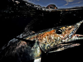 Wahoo Fishing in the Bahamas: Everything You Need to Know