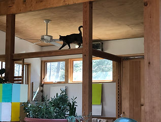 IMG_3329.jpeg