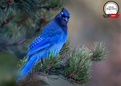 Close up of a Steller's Jay