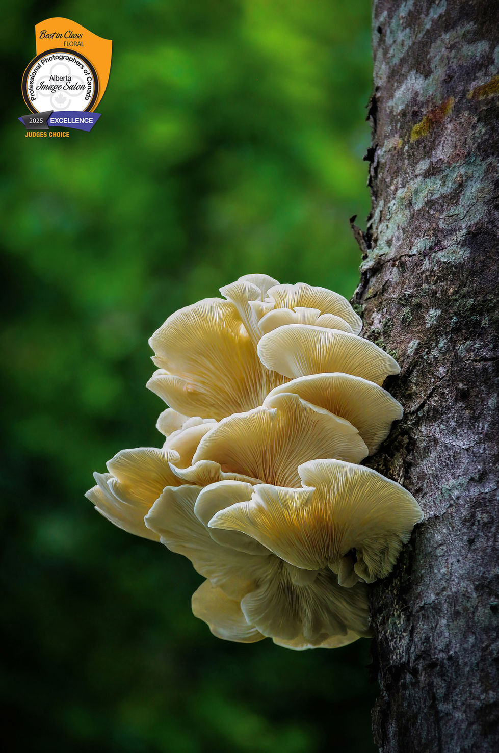 Oyster mushrooms growing on a tree trunk in a forest with soft green background