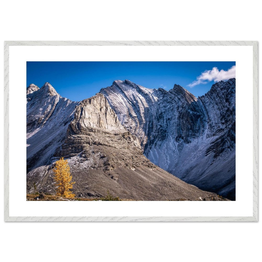 Framed matte print featuring a golden larch tree against rugged rocky mountain peaks
