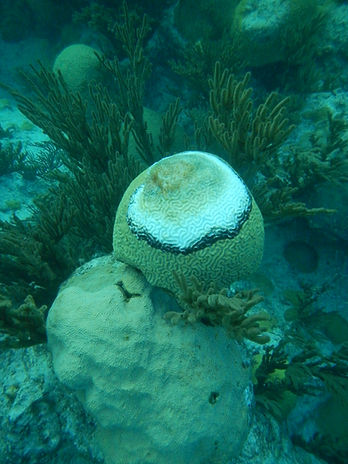 DSCN4591 BBD JSB Aug 2016.JPG