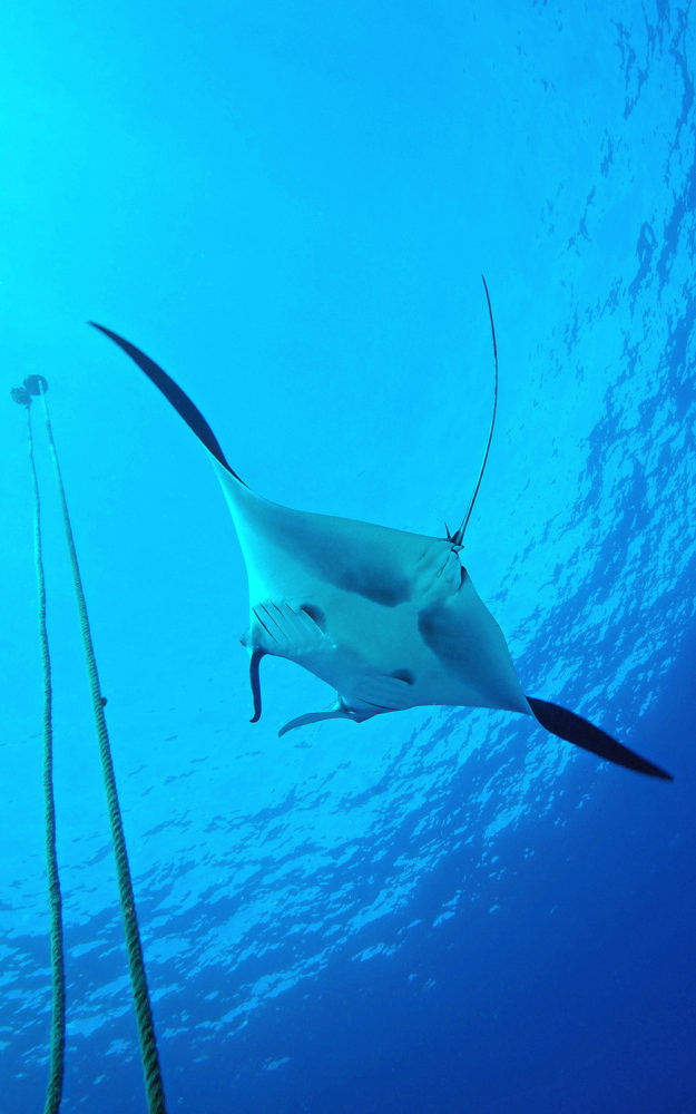 Reef Manta Rays