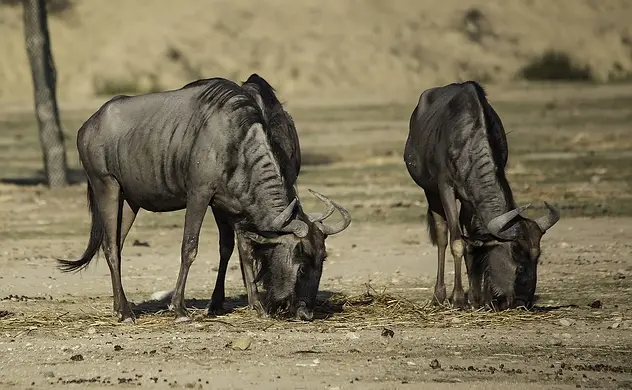Turn your safari into a dream — witness the Serengeti migration