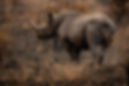 Happy Way Safari gives you time to witness the rhinoceros