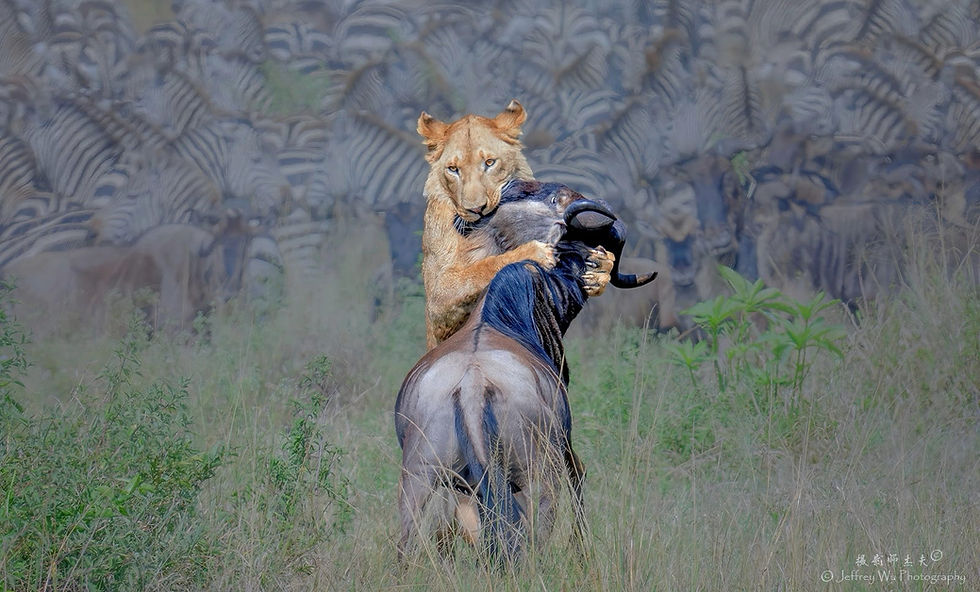 Nature Unleashed: Predator vs. Prey