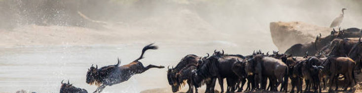 Tanzania safaris offer a front-row view of the Great Migration, as wildebeests bravely cross rivers, risking predators and swift currents in the Serengeti.