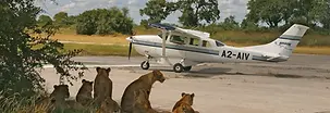 Where flights meet fangs — Serengeti style