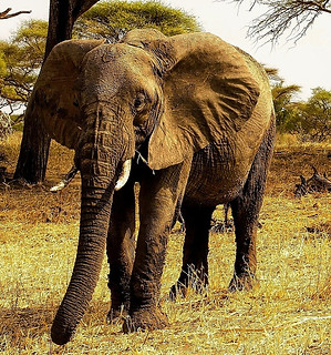 here wild meets comfort — Tanzania