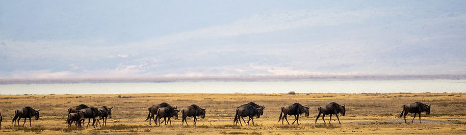 Wildebeests start migrating from the Serengeti to the Maasai Mara between April and May,