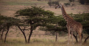 3 Day Safari from Zanzibar