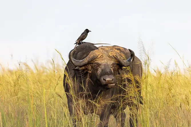 Buffalo Viewing on a Tanzanian Safari in the Grasses