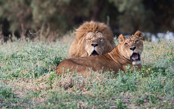 A lion’s loving bond in Tanzania’s wild