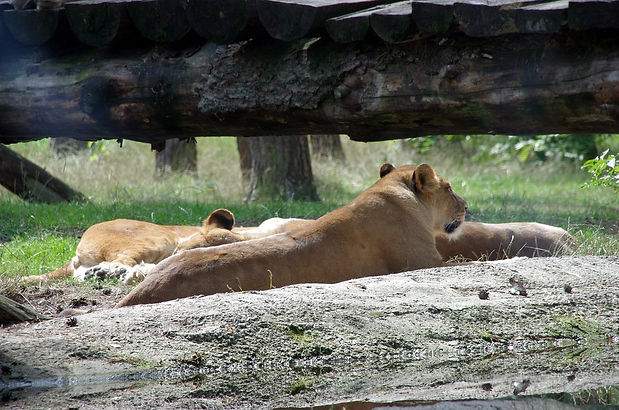 Exploring the Serengeti Safari with Lions