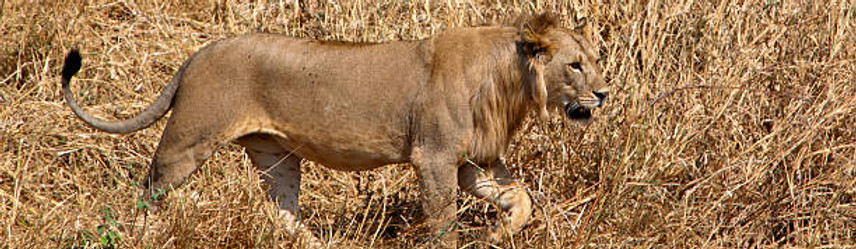 A lion walking is typically seen during early mornings or late afternoons when it's cooler.