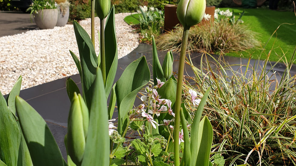 Garden design, planting design, herbaceous, summer, pots, garden pots, allium, tulips, bulbs, spring, spring planting, ornamental grasses, water feature, corten steel