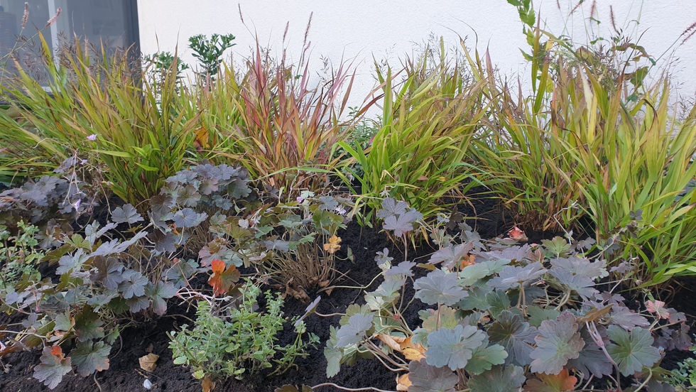 Garden design, planting design, herbaceous, summer, geranium dusky rose, hakonechloa macra, ornamental grasses