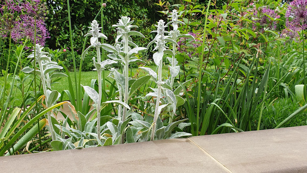 plant design, landscape design, garden design, Yorkshire stone, clay brick, bullnose edge, coping stone, allium Purple Sensation, Stachys byzantina, family space, patio,  summer planting