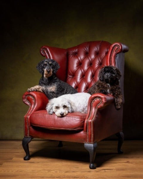 Vaccinations in Dogs - A more natural, thoughtful way to look at it