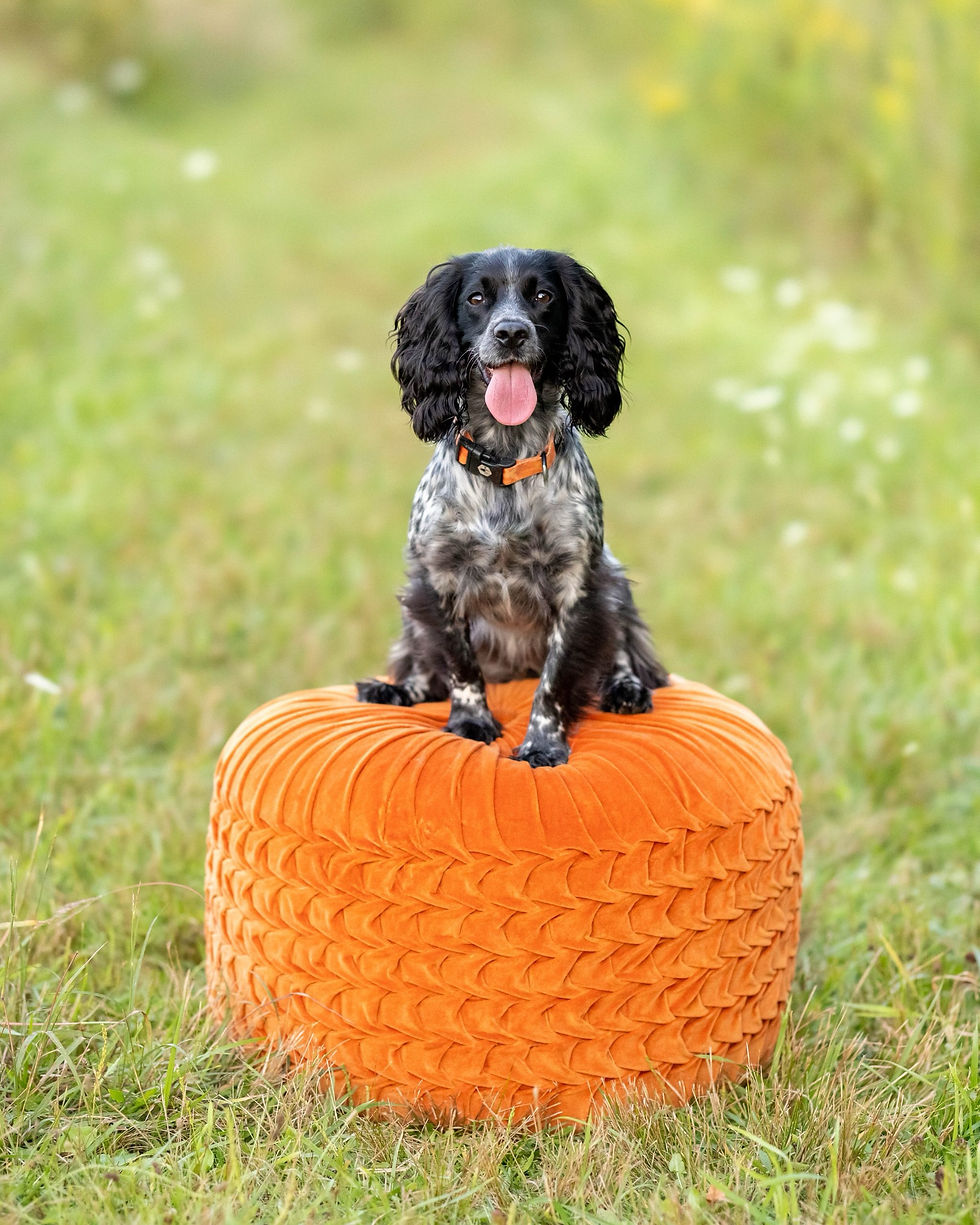 Reoccurring fleas in Dogs - why they keep coming back (and what actually works)