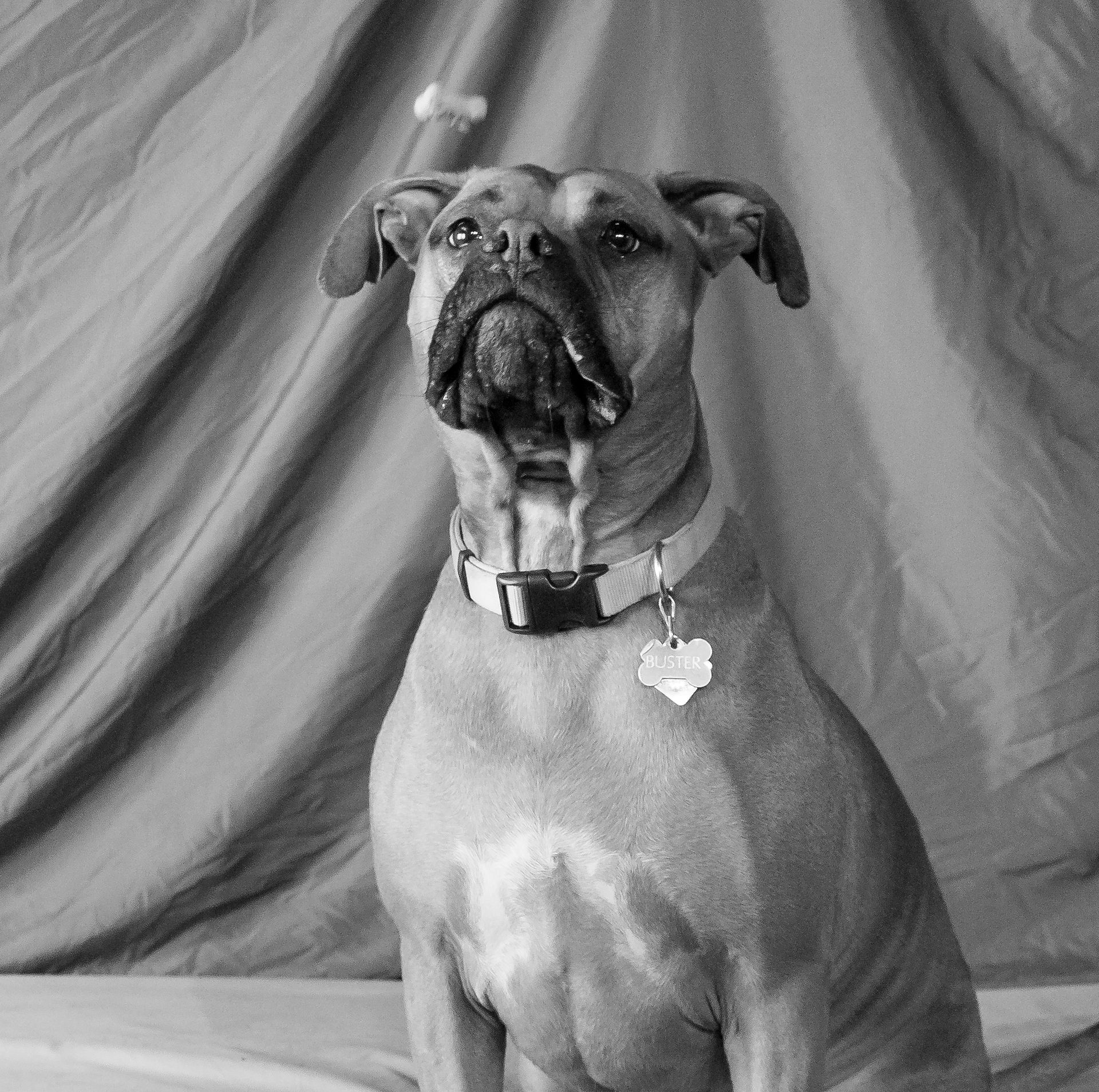 Buster