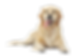 2102_happy-Golden_getty189928126-600x414-removebg-preview.png
