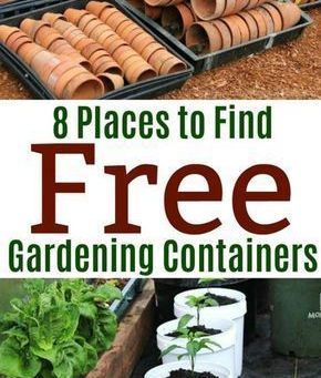 How to Start a Container Garden Anywhere
