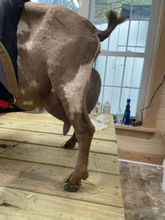 Remmie side udder.JPG