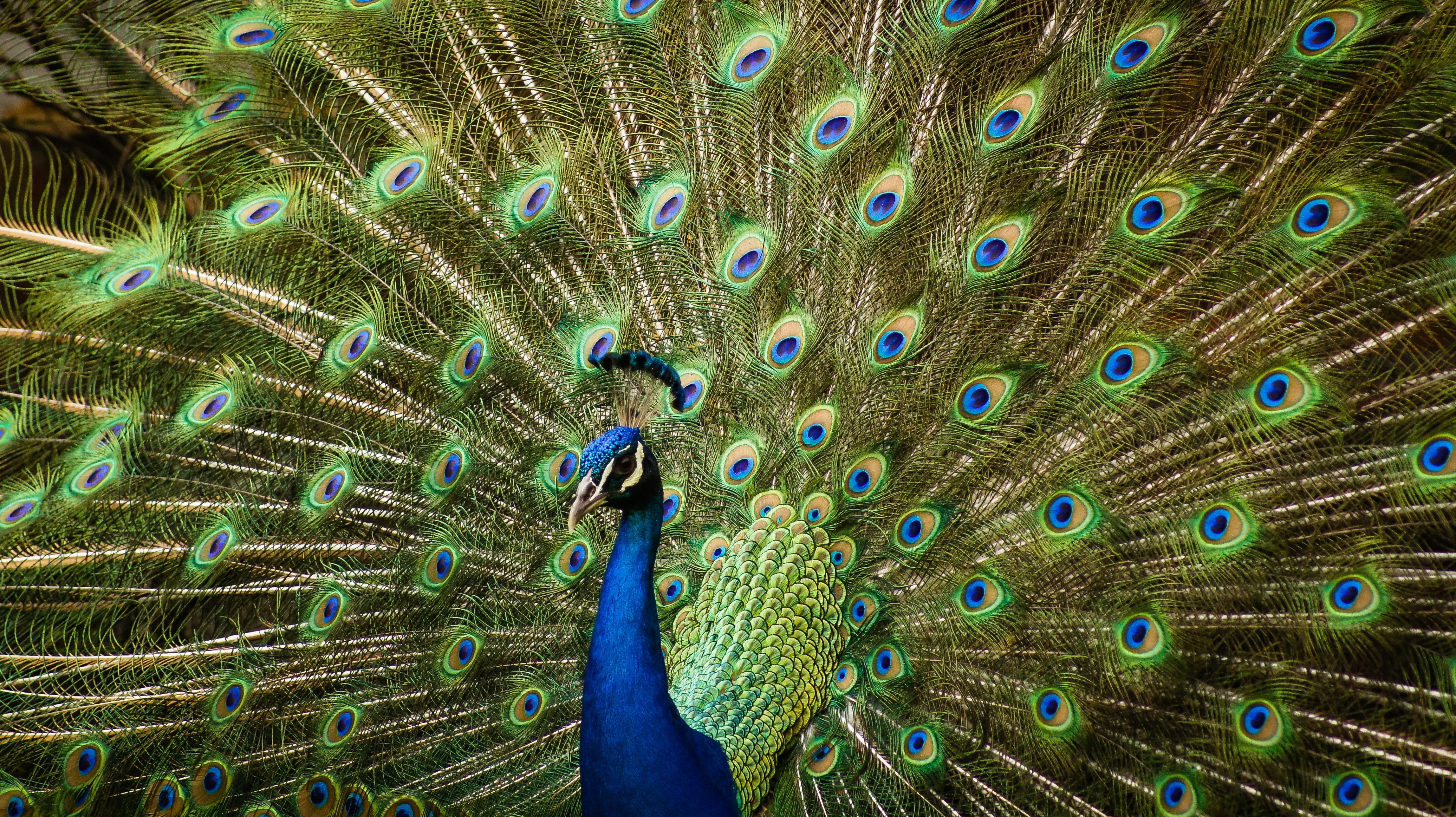 Peacock In Kealakekua