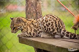 tigre.jpg